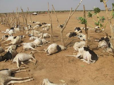 قطاع التنمية الحوانية يوضح نفوق بعض الأبقار في مقاطعة كنكوصة