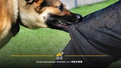 مصادر مراسلون توافق أشخاص تعرضوا لعضات كلاب الي مركز إيطاليا الصحي